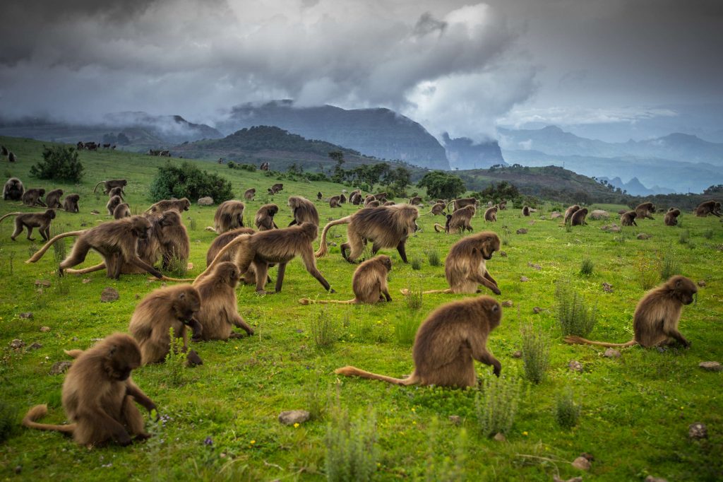 Gelada monkeys
